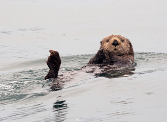 Otter floating in Kachemak Bay, Homer, Alaska