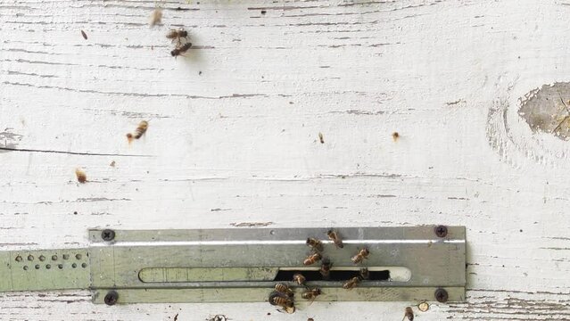 Row of bee hives while collecting pollen