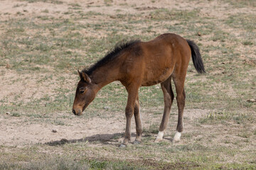 Cute Wild Horse Foal in the Utah Desert