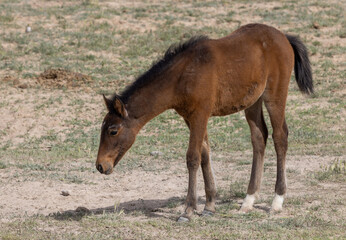 Cute Wild Horse Foal in the Utah Desert