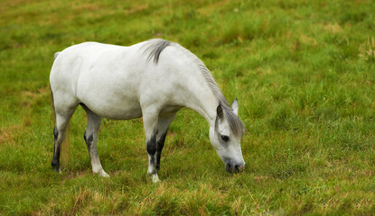 Obraz na płótnie Canvas A beautiful white horse grazing on a lush green pasture outside on a farm or ranch. One animal standing on farmland on a sunny day. A tranquil horse eating fresh green grass on a spring landscape