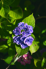 紫陽花