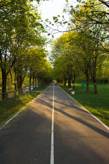 road in summer