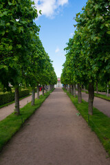 The road in the park