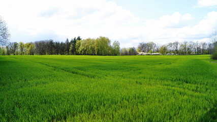 green grass and blue sky