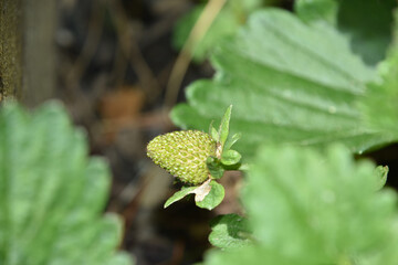 Unripe Strawberry on a Vine in a Garden