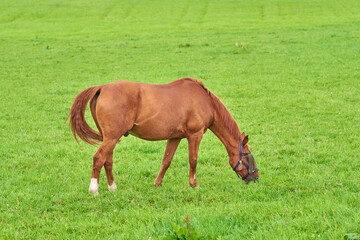 Naklejka na ściany i meble Small brown horse eating green grass alone from a field outdoors with copyspace on sunny day. Cute chestnut pony roaming freely on a pasture in the rural countryside. Foal being raised as a racehorse
