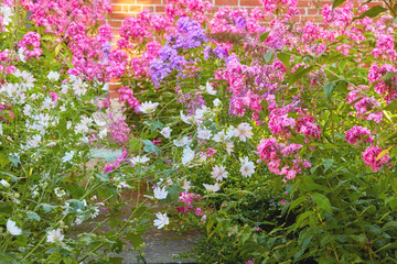 A garden with white cuckoo flowers and Phlox Paniculata Pink Flame flowers. Bush of blooming flowers in the garden on a sunny day. A meadow filled with colorful flowers with a wall in the background