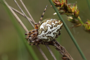 Epeire feuille de chêne --- Epeire des bois (Aculepeira ceropegia)
