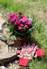 Close up photo of blossoming pink potted plant, garden gloves and rake. Seasonal works in the garden. Sunny day photo. 