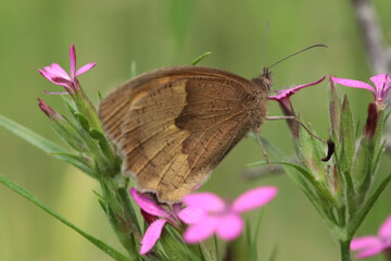 Myrtil (Maniola jurtina)