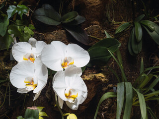 White orchids with copy space