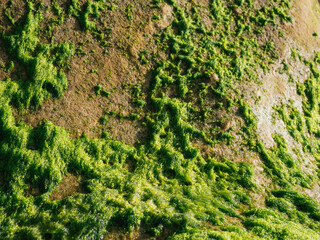 Sea algae background close up. Marine vegetation concept