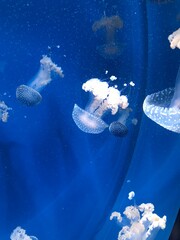 jellyfish in the water