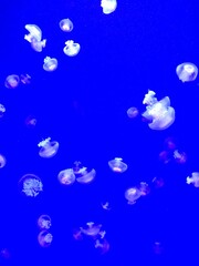 jellyfish in aquarium