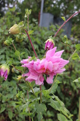 Fototapeta premium pink flower in the garden
