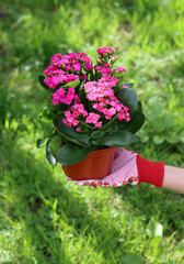 Female gardener works with plant. Close up photo of potted plant, hands and garden tools. 