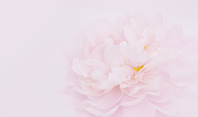 Light pink background with blurred peony flower