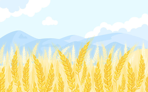 Golden wheat field and blue sky. Vector cartoon illustration. Summer landscape with ears of cereals.