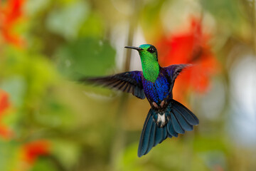 Fototapeta premium Crowned woodnymph - Thalurania colombica hummingbird family Trochilidae, found in Belize and Guatemala to Peru, blue and green shiny bird flying on the colorful flowers background