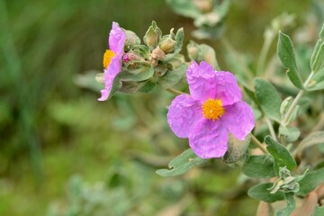 Detalle de la flor de la planta Cistus albidus en primavera