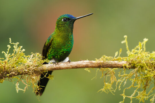 Sapphire-vented Puffleg - Eriocnemis luciani hummingbird in the brilliants, &uml;tribe Heliantheini in subfamily Lesbiinae, bird found in Colombia, Ecuador, Peru, Venezuela