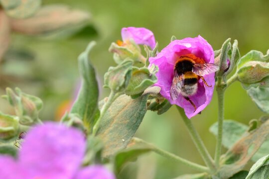 Detalle de un abejorro en una flor en primavera