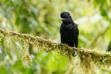 Long-wattled Umbrellabird - Cephalopterus penduliger, Cotingidae, Spanish names include pajaro bolson, pajaro toro, dungali and vaca del monte, rare black bird, resides in humid to wet forest
