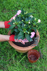 Male hands in funny garden gloves with strawberry pattern transplanting blossoming plant, Green grass on background with copy space. 