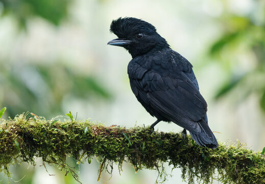 Long-wattled Umbrellabird - Cephalopterus penduliger, Cotingidae, Spanish names include pajaro bolson, pajaro toro, dungali and vaca del monte, rare black bird, resides in humid to wet forest