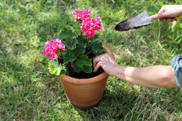 Woman transplanting Geranium plant to a bigger pot. Close up photo of female hands with flowering...