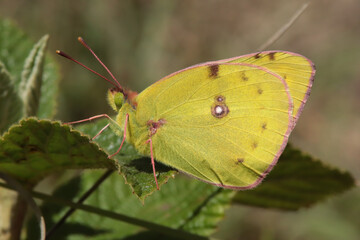 Soufré (Colias hyale)