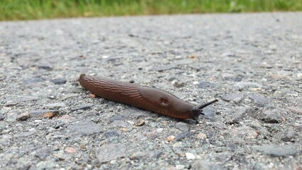Nacktschnecke