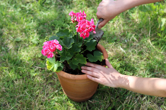 Female gardener works with plant. Close up photo of potted plant, hands and garden tools. 
