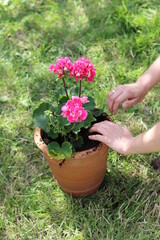 Woman transplanting Geranium plant to a bigger pot. Close up photo of female hands with flowering plant. 