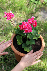 Fototapeta na wymiar Woman transplanting Geranium plant to a bigger pot. Close up photo of female hands with flowering plant. 