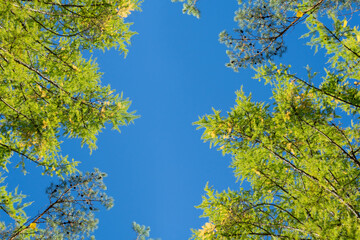 Fototapeta premium The tops of trees with yellow leaves. Autumn banner