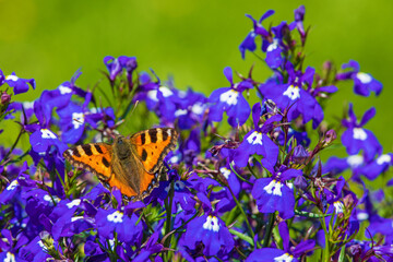 Kleiner Fuchs - Schmetterling - Falter 