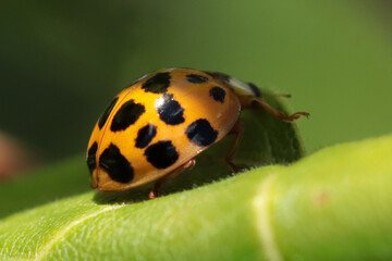 Coccinelle Asiatique Multicolore (Harmonia axyridis)