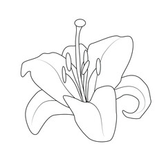 Lily flower for logo. Fashionable botanical elements. A hand-drawn line leaves branches and blooms. Wedding flower for an invitation save a postcard with the date. Vector