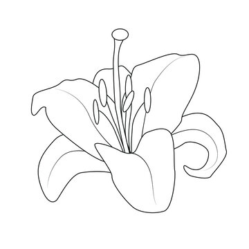 Lily Pad Clip Art Images Browse 3 Stock Photos Vectors And Video Adobe Stock