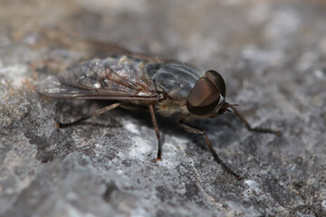 Tabanus bromius