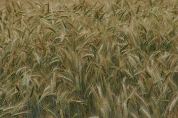 Łan pszenżyta © Jarek