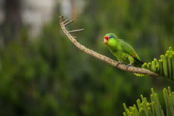 2022-07-04 A RED CROWNED AMAZON PARROT PERCHED IN A TREE IN LA JOLLA CALIFORNIA