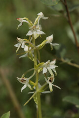 Platanthère à fleurs vertes (Platanthera chlorantha)
