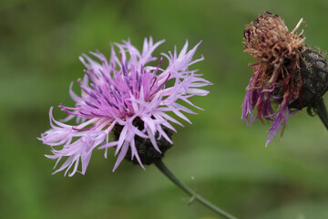  Centaurée jacée (Centaurea jacea)