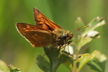 Sylvaine (Ochlodes sylvanus)