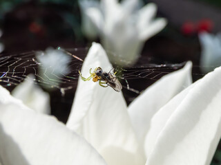Close-up of the cucumber green spider (Araniella cucurbitina) with it's prey on a spider web among petals of a white tulip growing in the garden