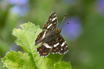 Carte géographique (Araschnia levana)