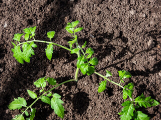 Close-up shot of green tomato plant seedling growing in a soil in the greenhouse in sunlight. Vegetable seedlings. Gardening and germinating seedlings